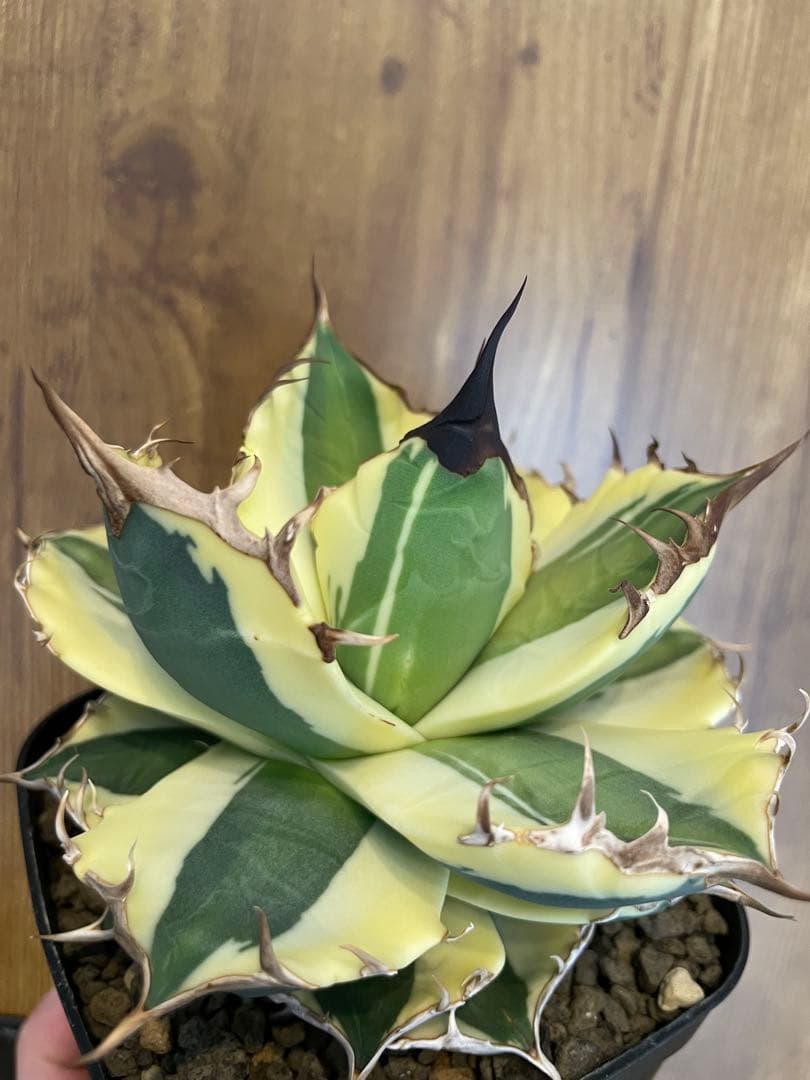 Agave titanota 【スナグルトゥース】暴牙　コレクション株　　 中株
