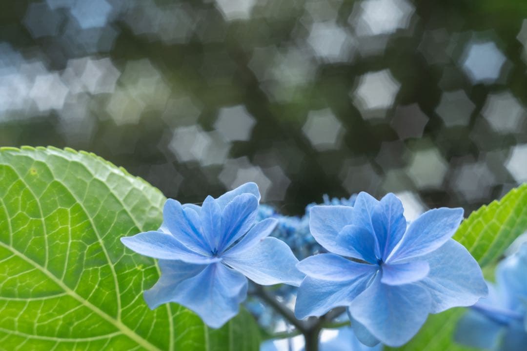 レンズ(単焦点) Industar-61 L/Z 50mm f2.8