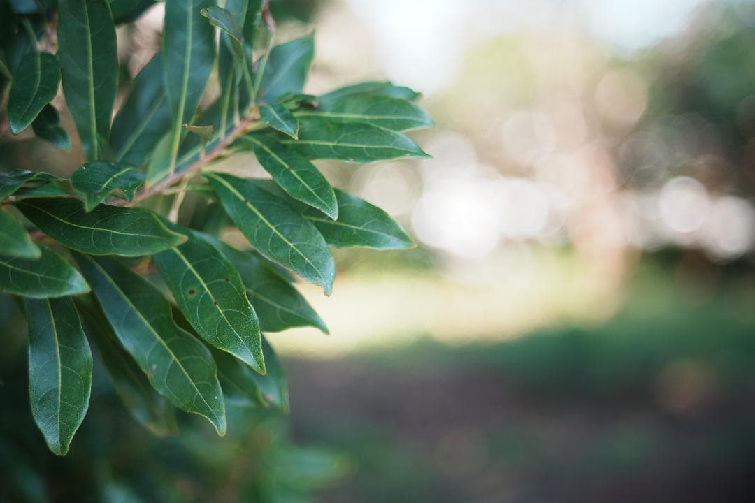 心地よいバブルボケと温かい描写 Fujinon 55mm F2.2 981