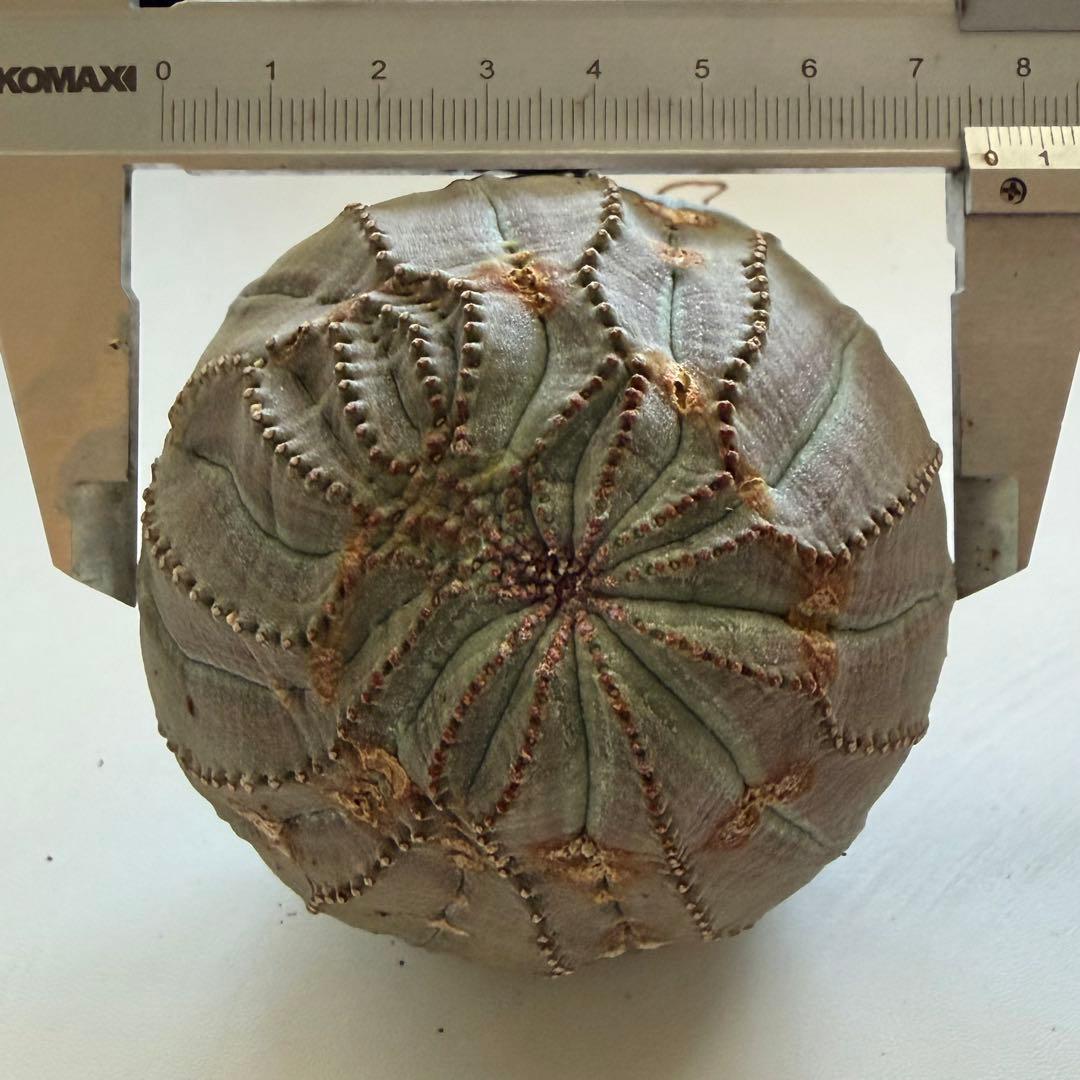 ユーフォルビア オベサ モンスト 大株