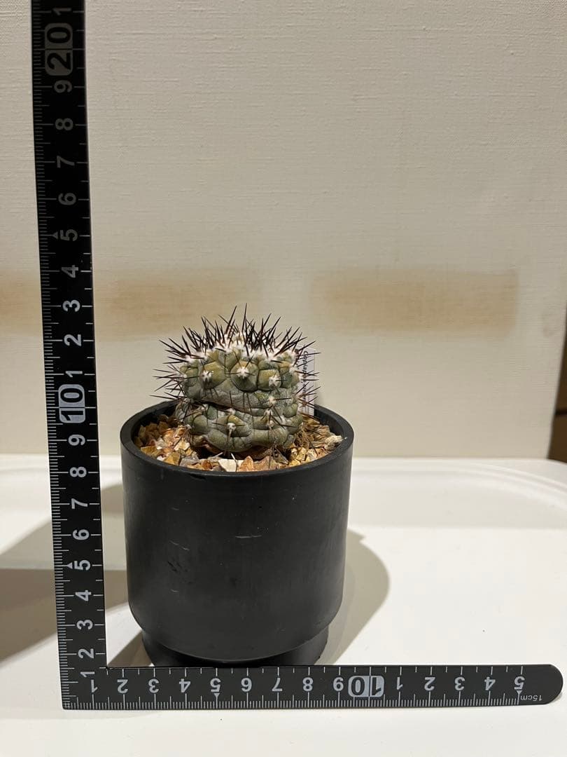 梅干太郎
