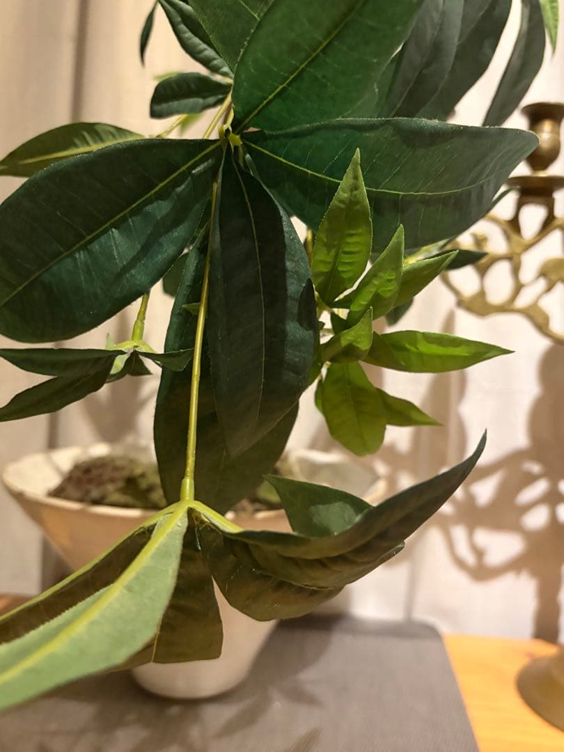 大作エミリオロバ仏製　リアルなパキラ　専門クリーニング済み