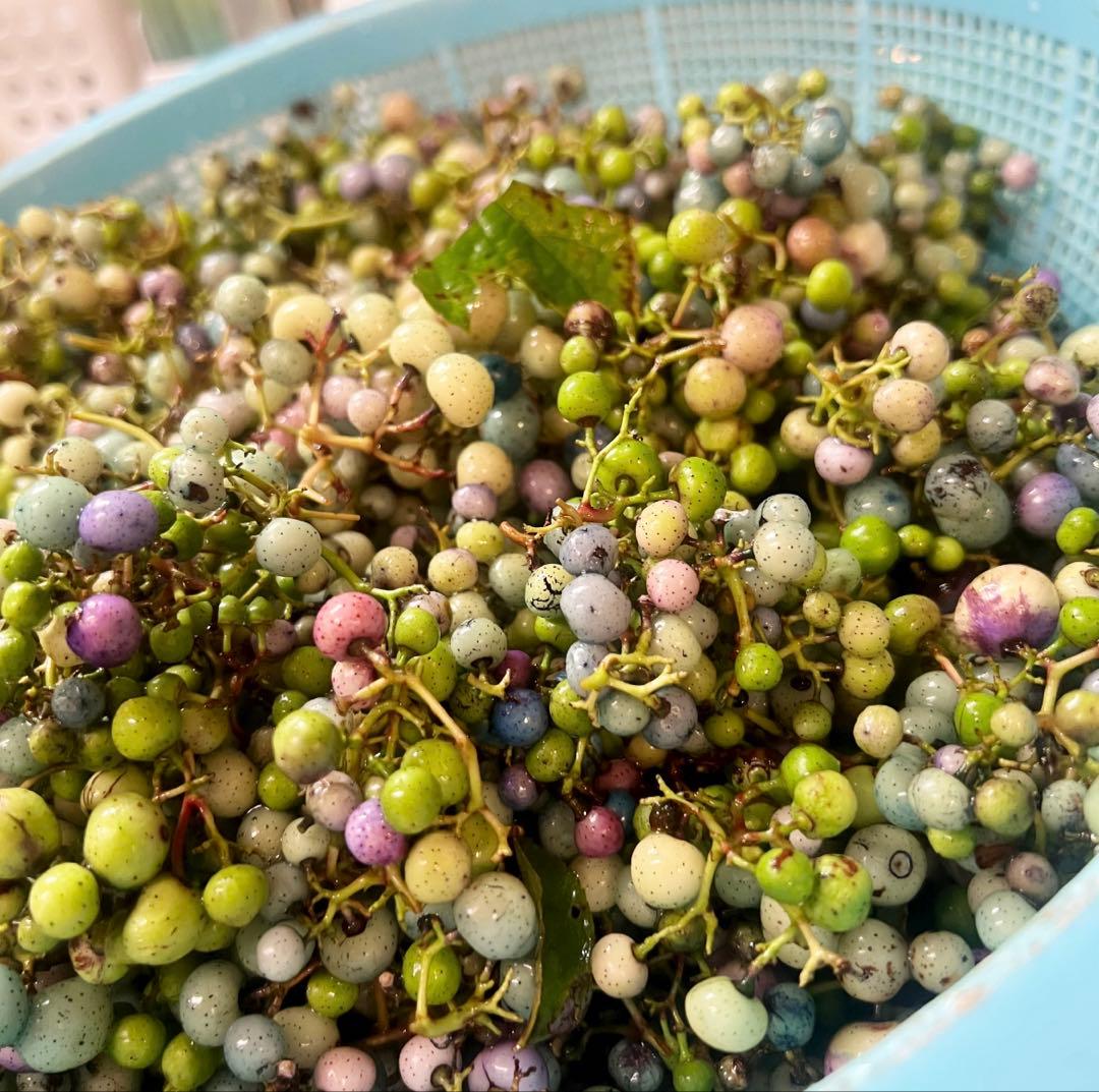 岩手県産 3kg 野ぶどう うまぶどう　冷凍クール便　薬膳　うまぶどう酒