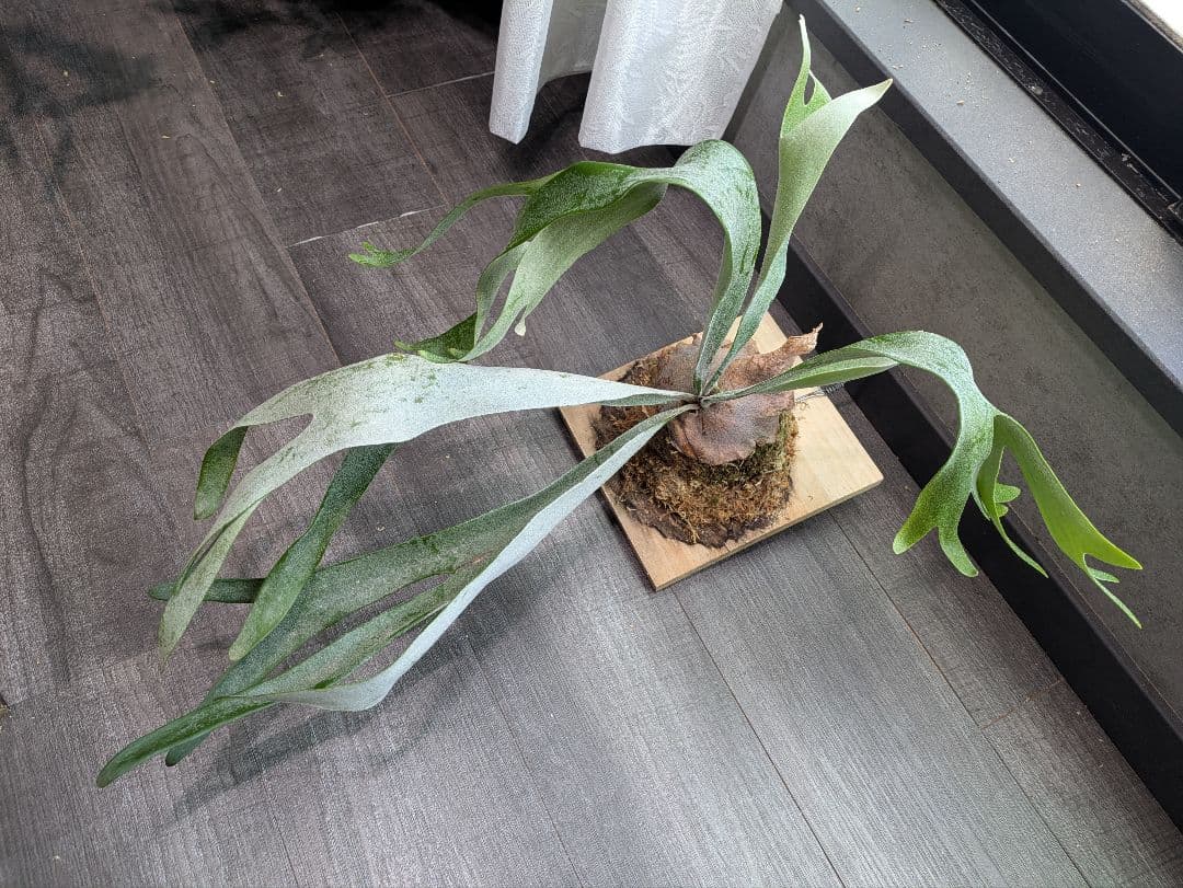 P.Sailor Moon  Queen F306 ビカクシダ