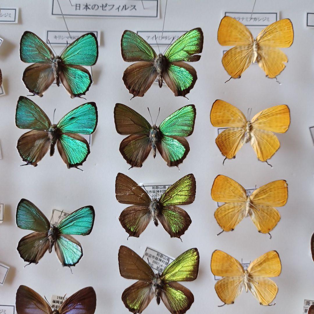 蝶標本　日本ゼフィルス選　20種99頭