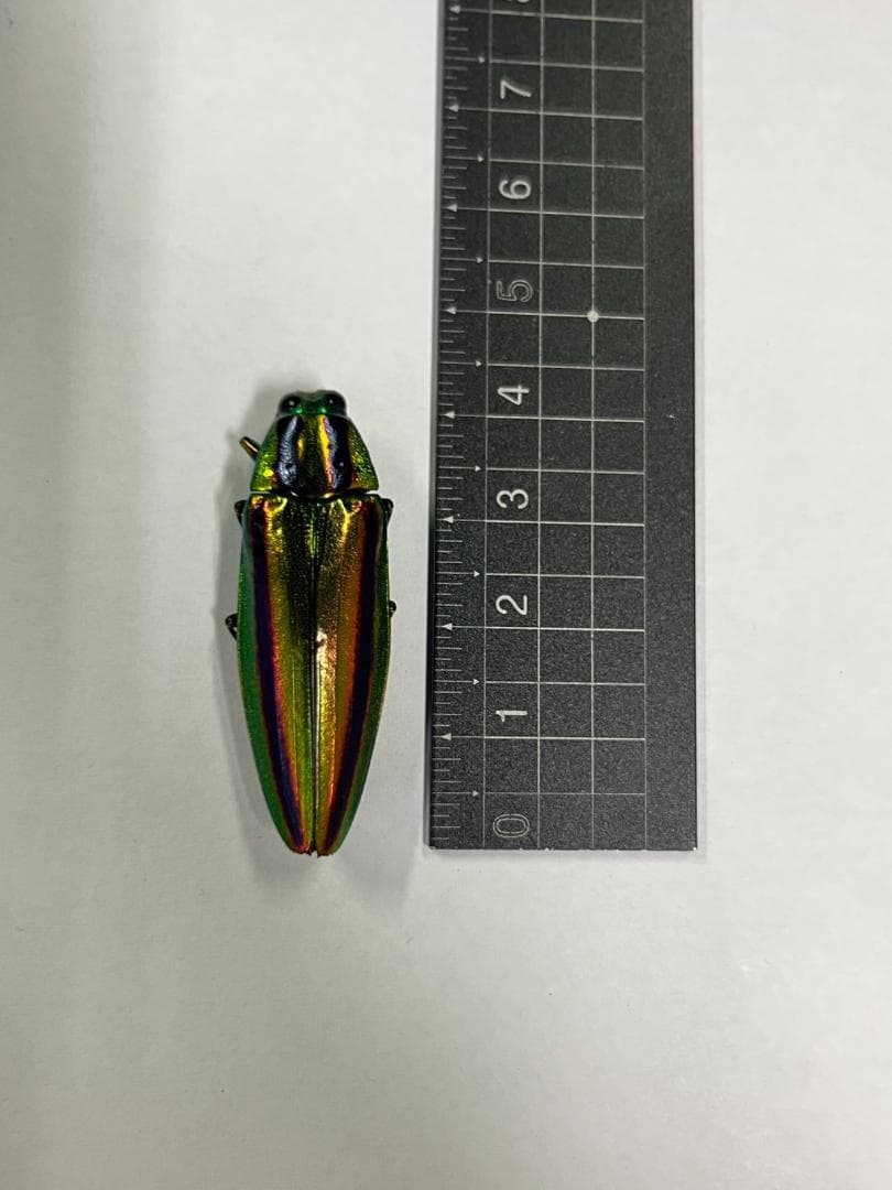 千葉県産　ヤマトタマムシ　４㎝以上11頭　上翅82枚　標本用　装飾用