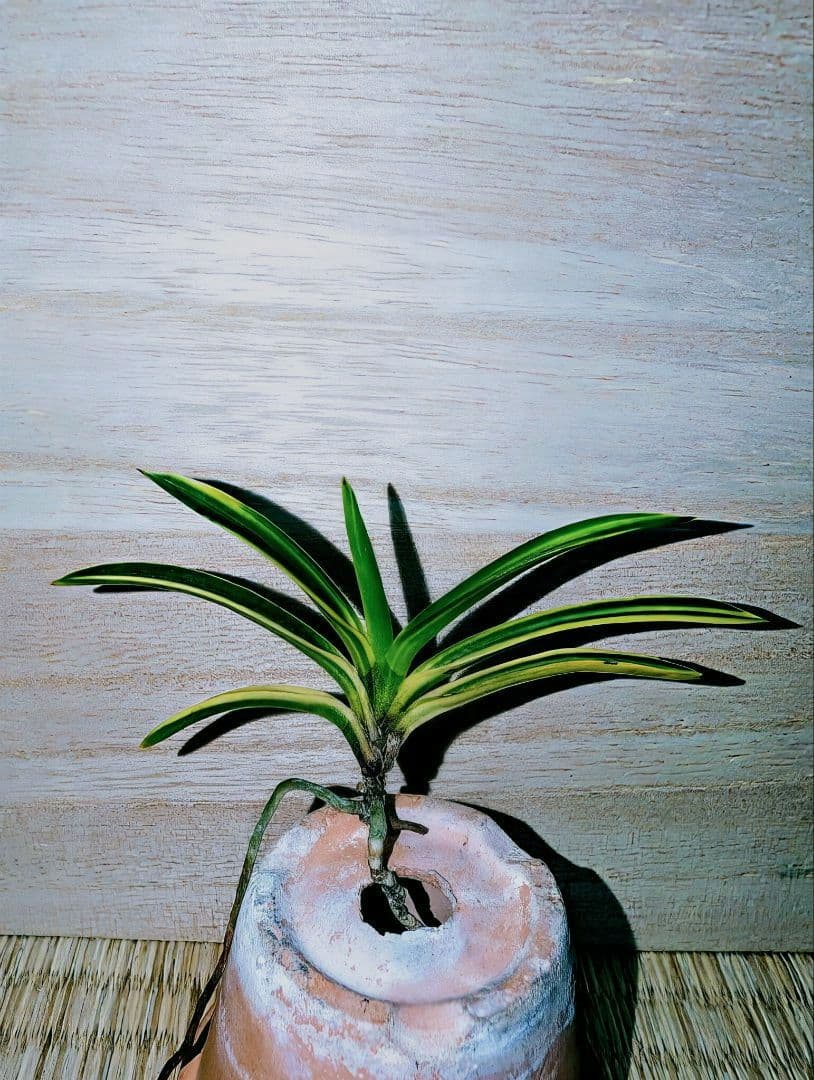 【♪金・黒祭り♪】富貴蘭　カラス黒牡丹縞（関東で人気の希少黒牡丹）