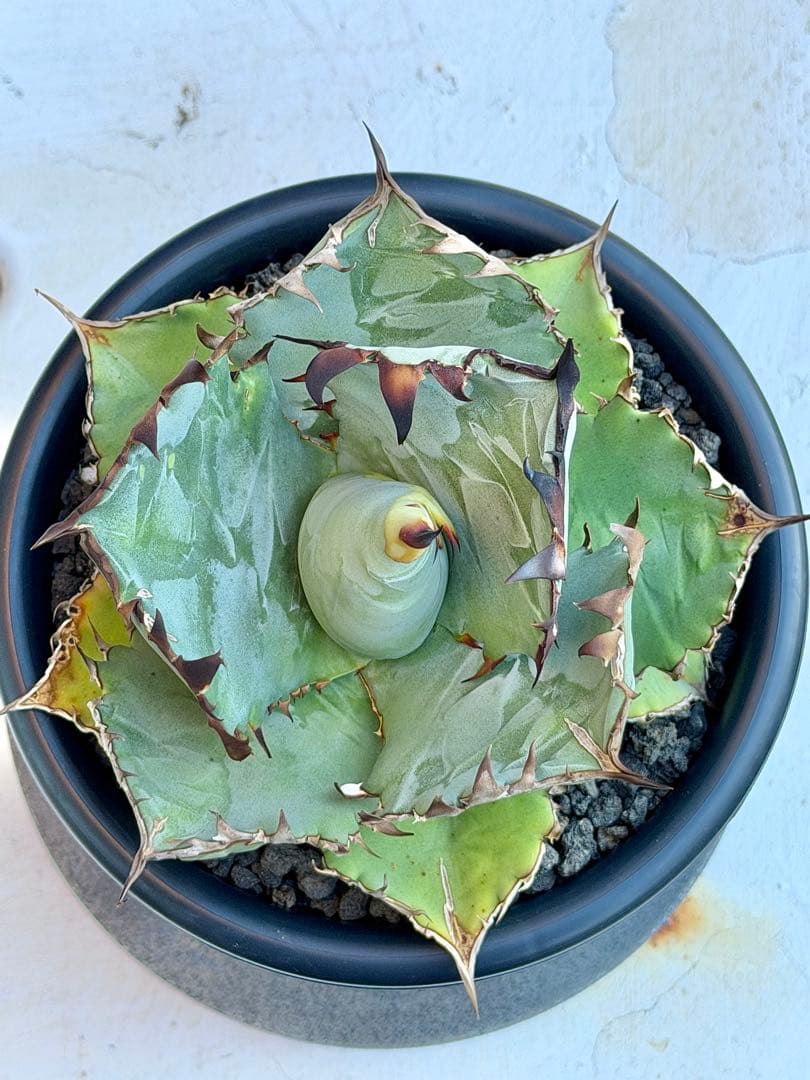 アガベチタノタ　ビースト　カクタスグリーン　大株　親株　5号鉢