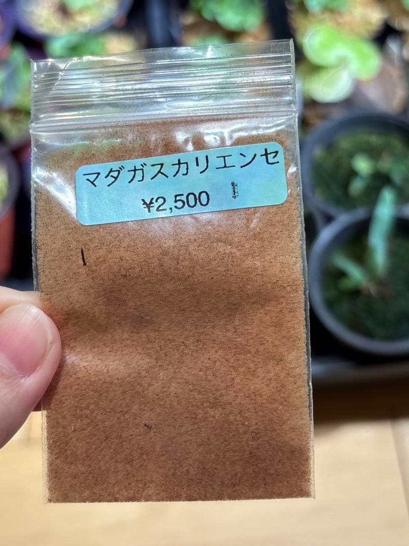 P. willinckii Omega オメガ OC 胞子 数分岐 #4