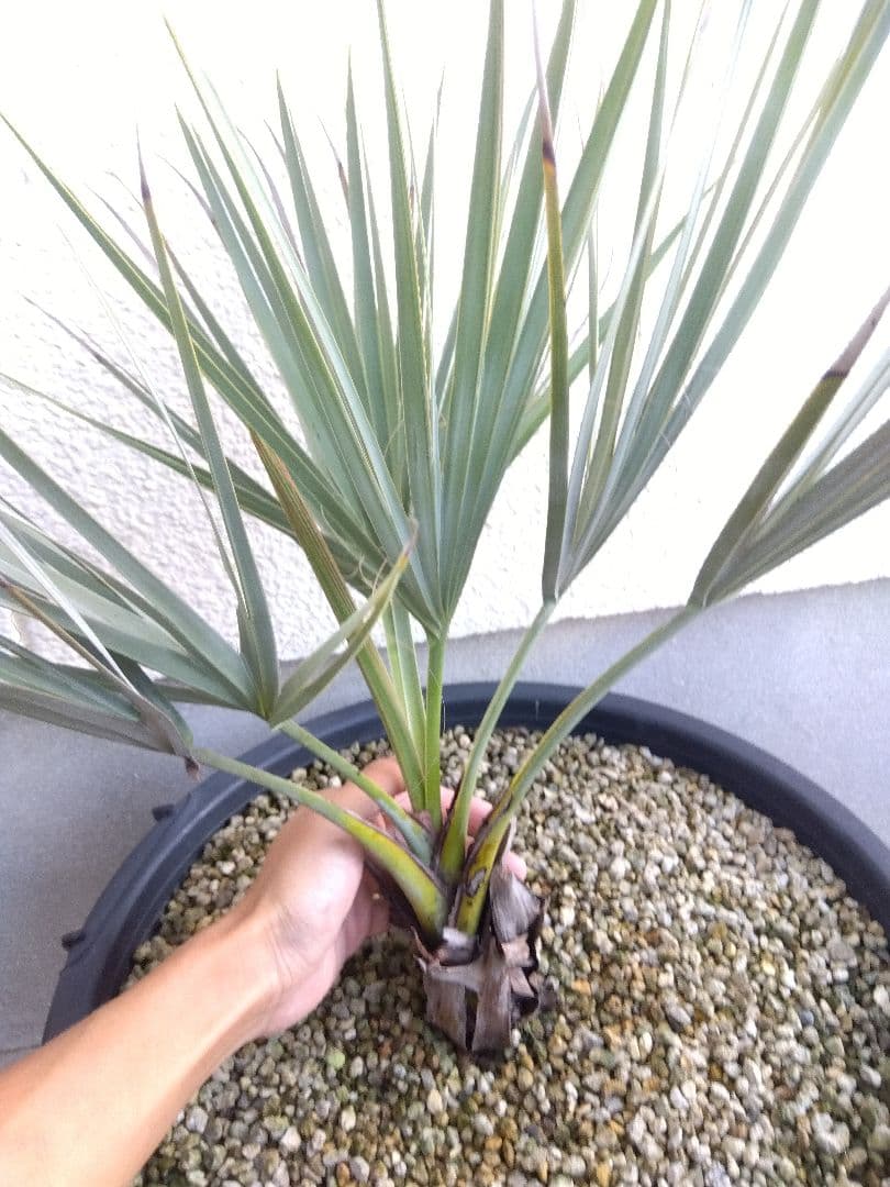 ナンノロプス　アラビカシルバー　15号鉢つき　大株❗