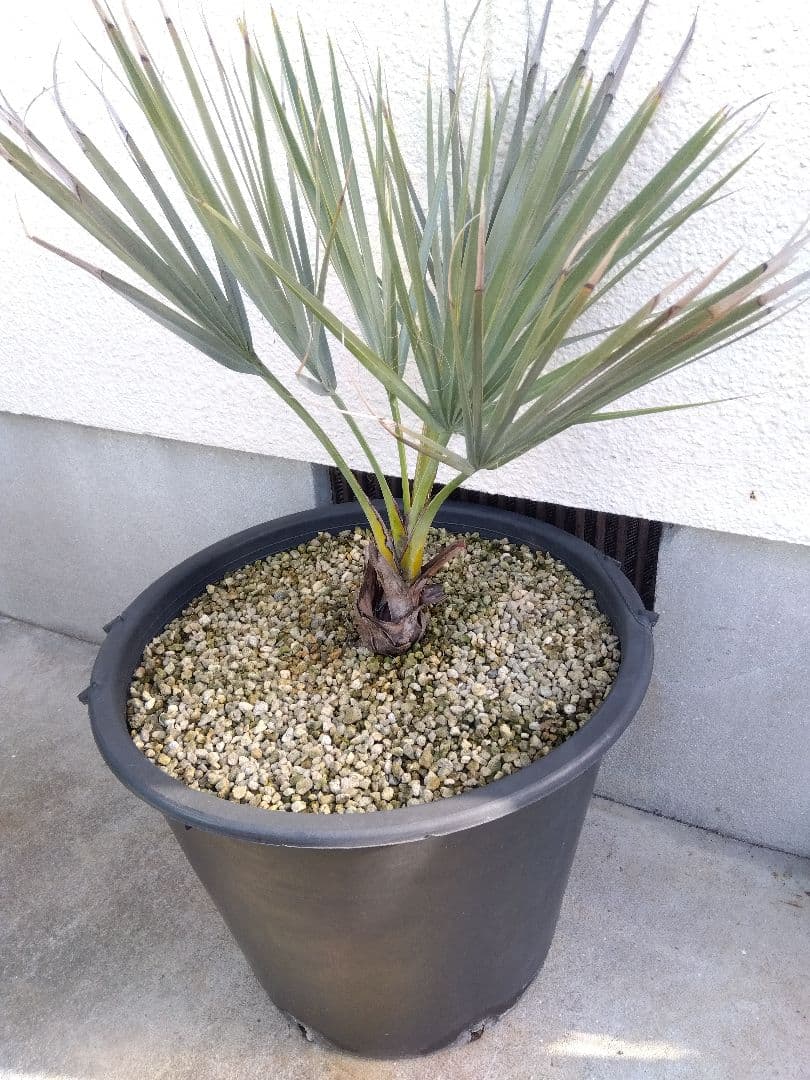 ナンノロプス　アラビカシルバー　15号鉢つき　大株❗