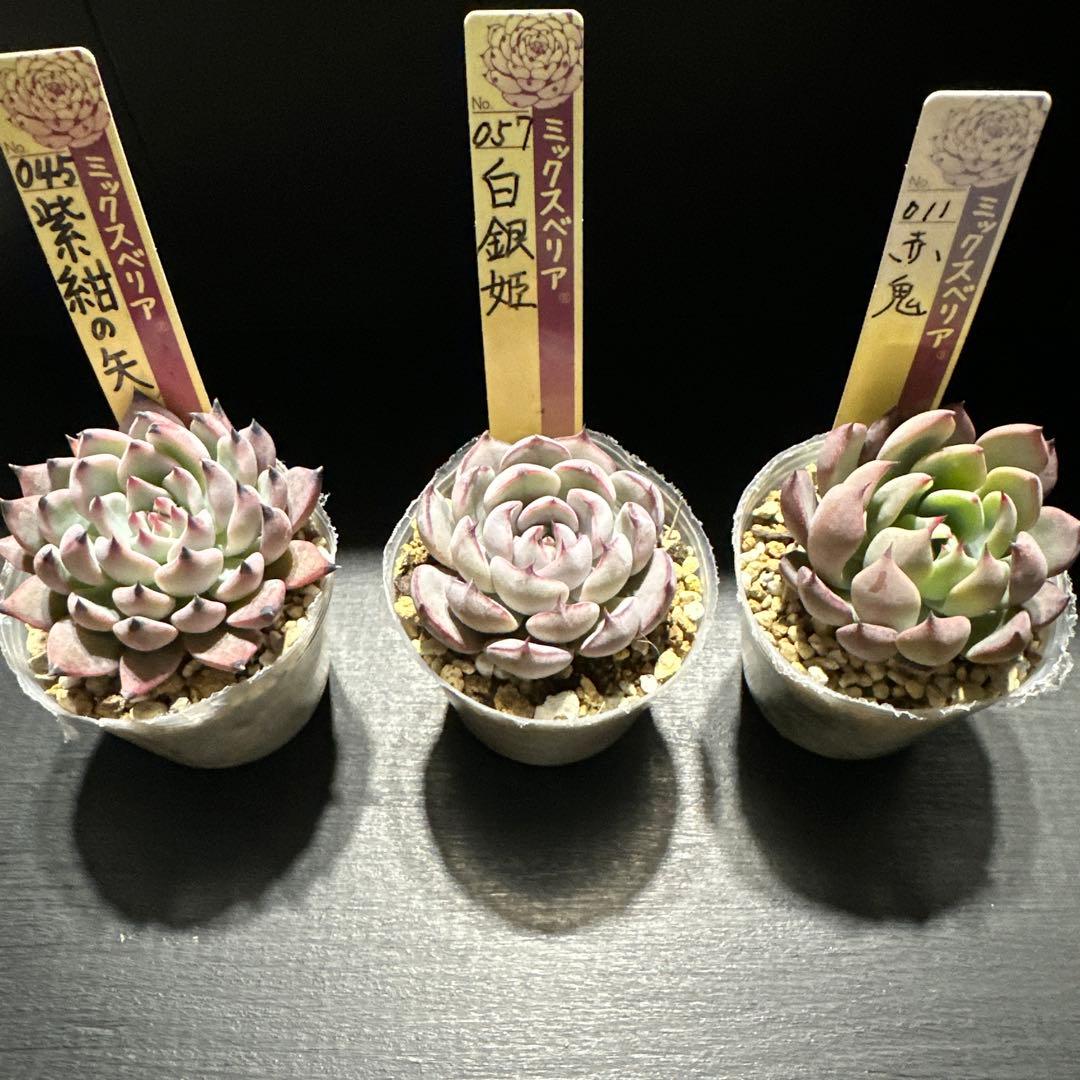 ゆ*ま様 おらいさん苗10点セット　まだまだ成長お楽しみに♡札なし