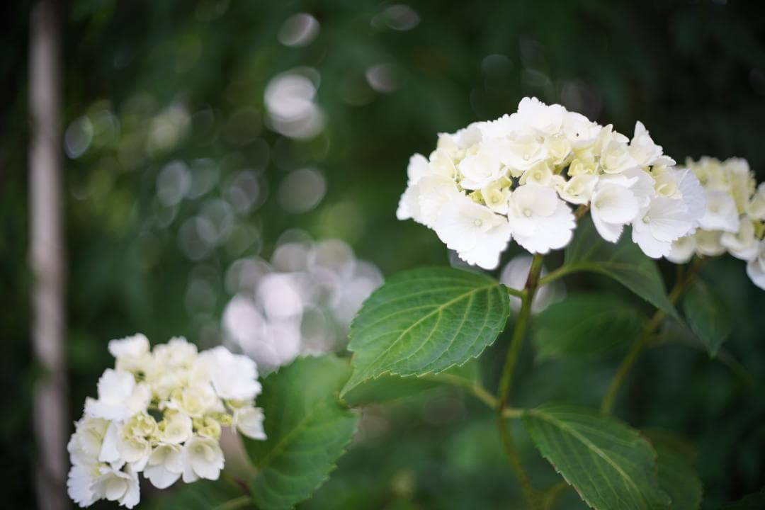 Olympus F.Zuiko Auto-S 38mm F1.8 TTLモデル