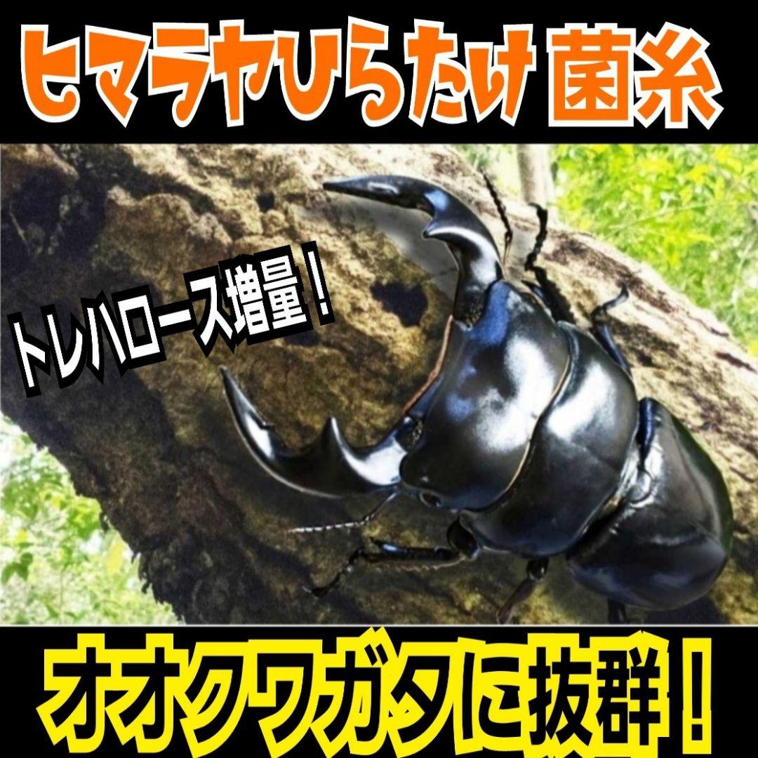 極上！ヒマラヤひらたけ菌糸瓶　特大1500ml【6本】国産オオクワ85ミリ実績！