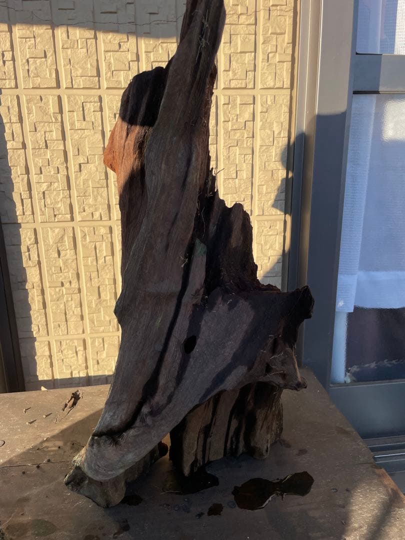 流木 高さ約52cm 自然な形状 ダークブラウン