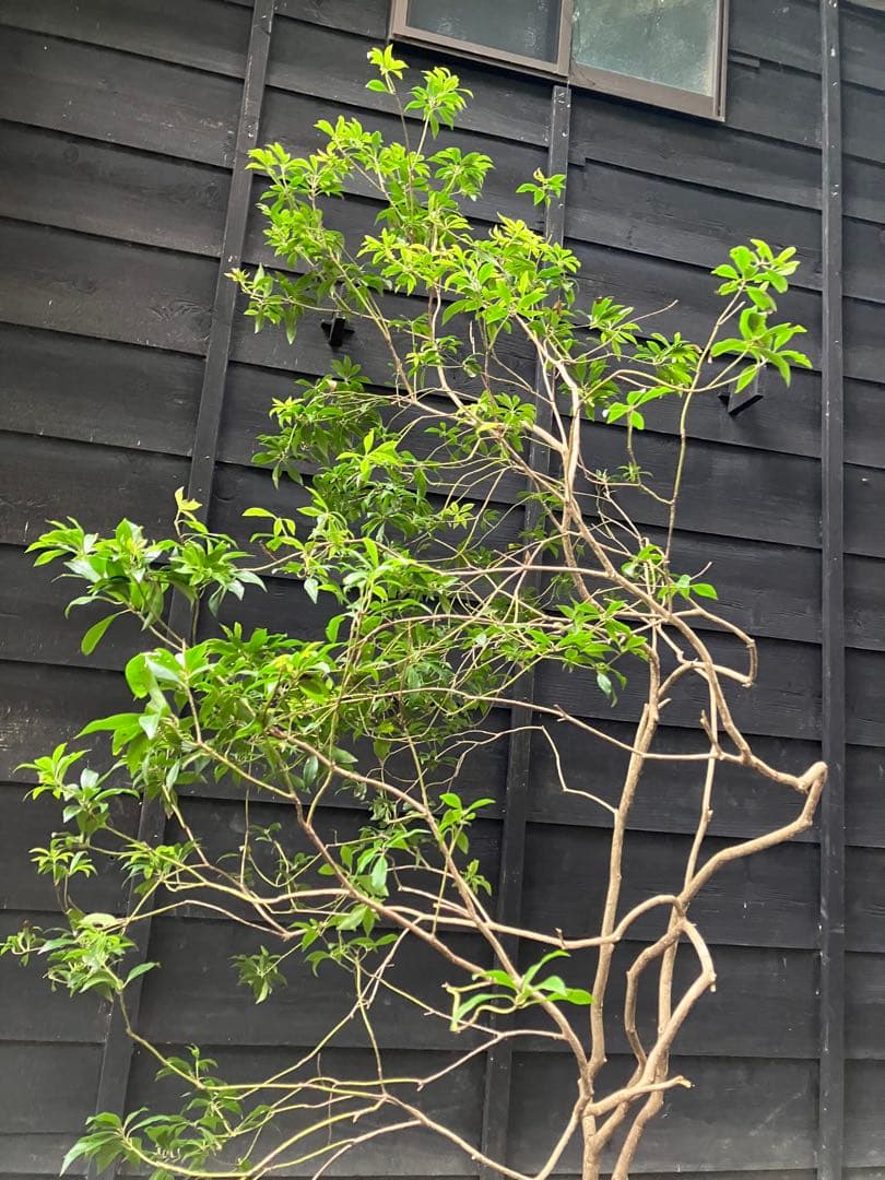 7 山採り　アセビ