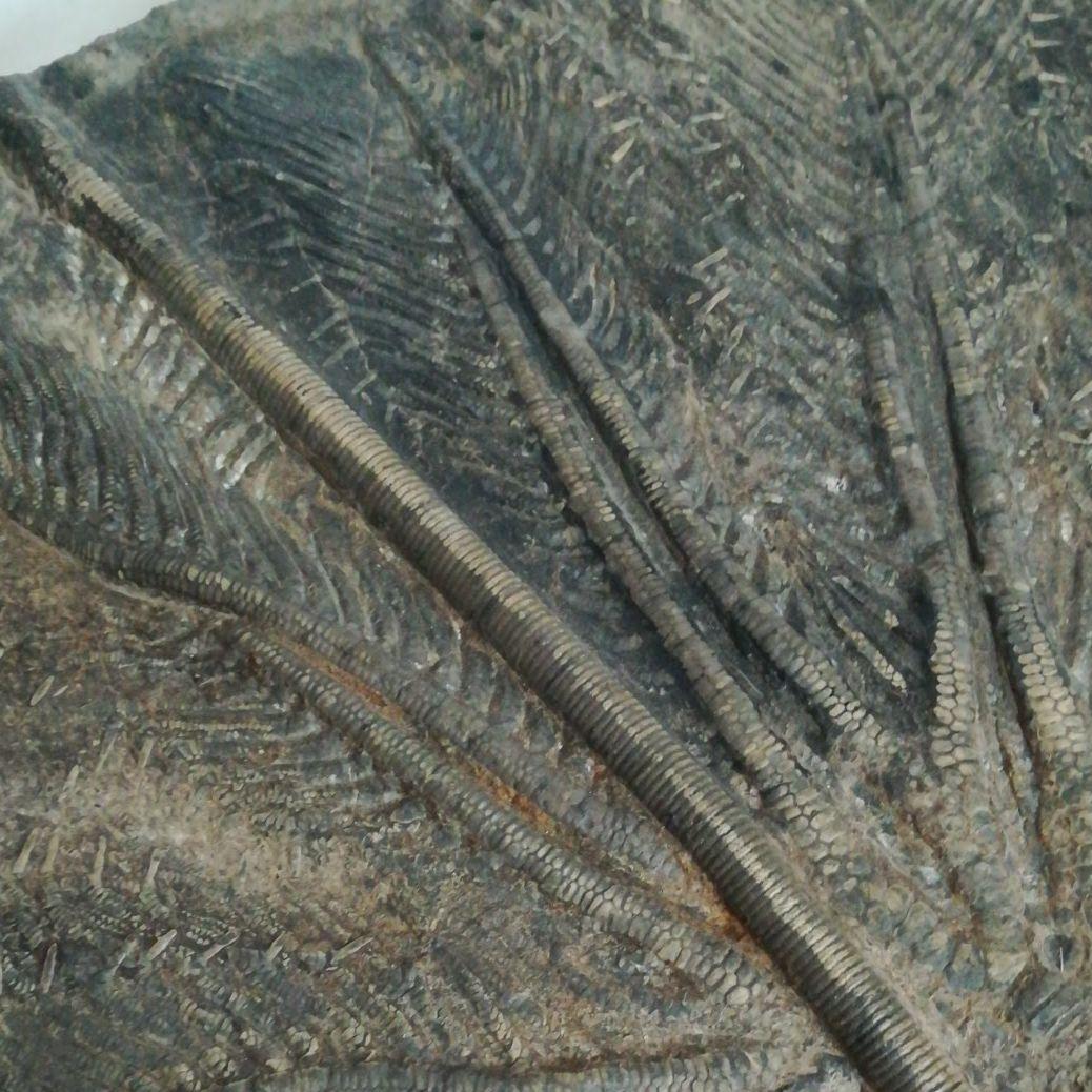 希少　レア　ウミユリ　化石　植物化石　プレート　置物