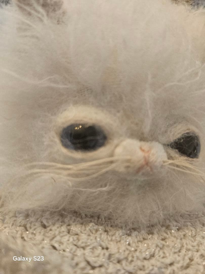 Kamo モヘア おねむな猫 ホワイト