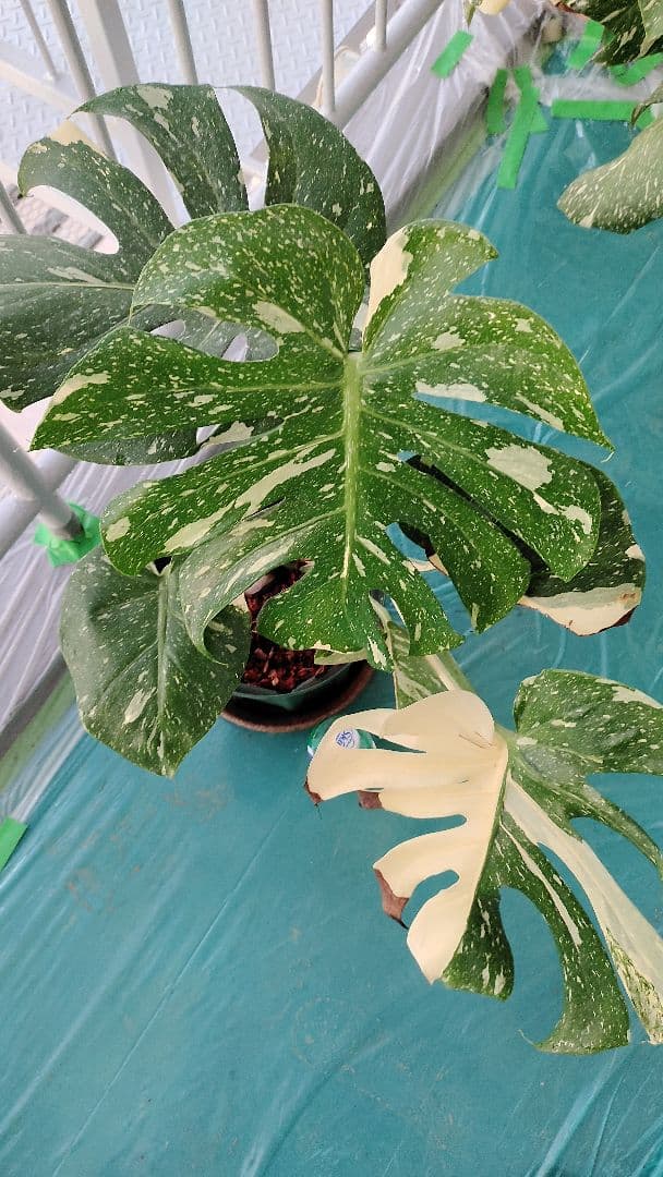 モンステラ,デリシオーサタイコンステレーション.イエローモンスター極太幹の苗