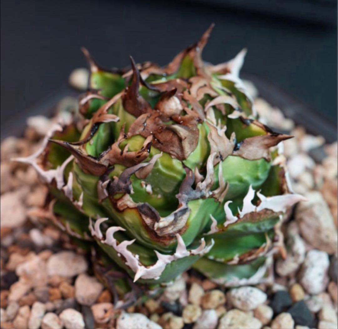 アガベ　チタノタ　皇冠　子株　lize　oc