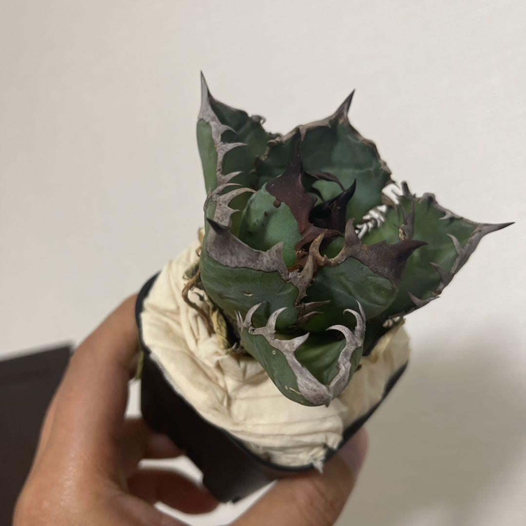 A076 アガベ オアハカワイルド血統 ノーネーム メルカリ便 東曜植