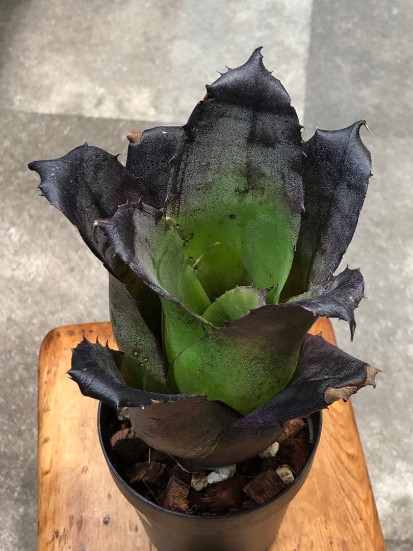 ホヘンベルギア・レオポルドホルスティー・ブラックフォーム