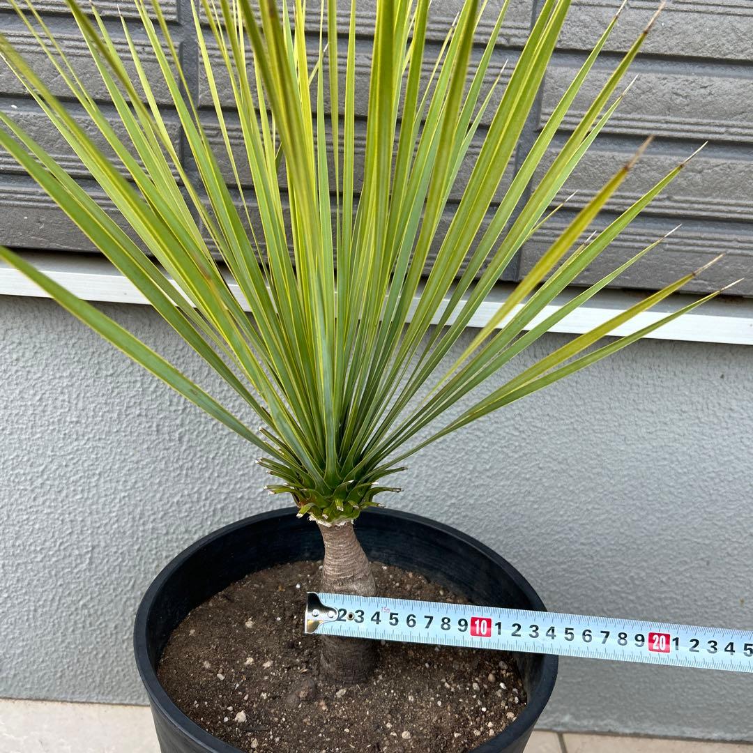 ユッカロストラータ60cm 8号