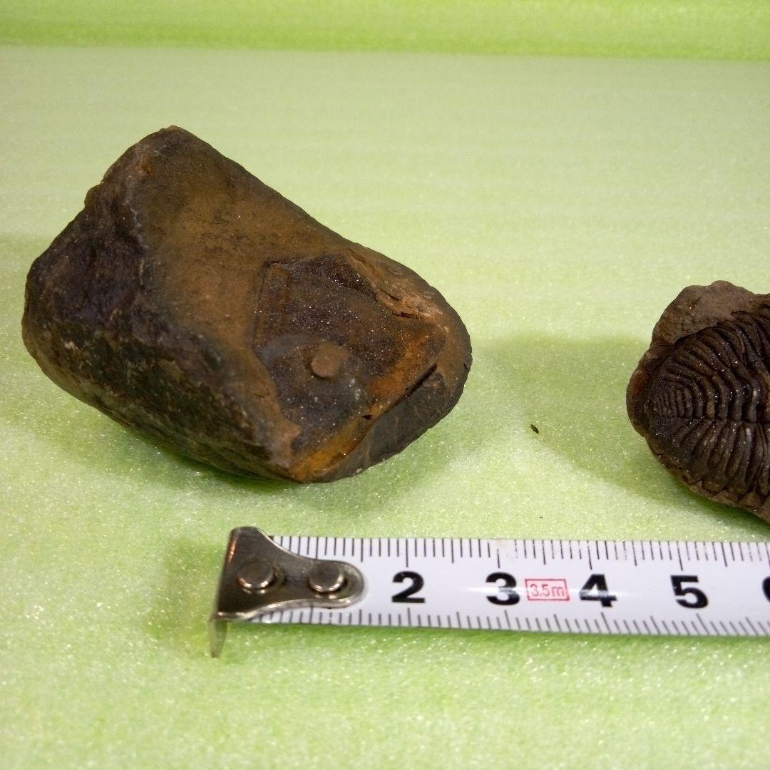 三葉虫　化石　fossil　ボリビア産　レア　Fossil判別⑦
