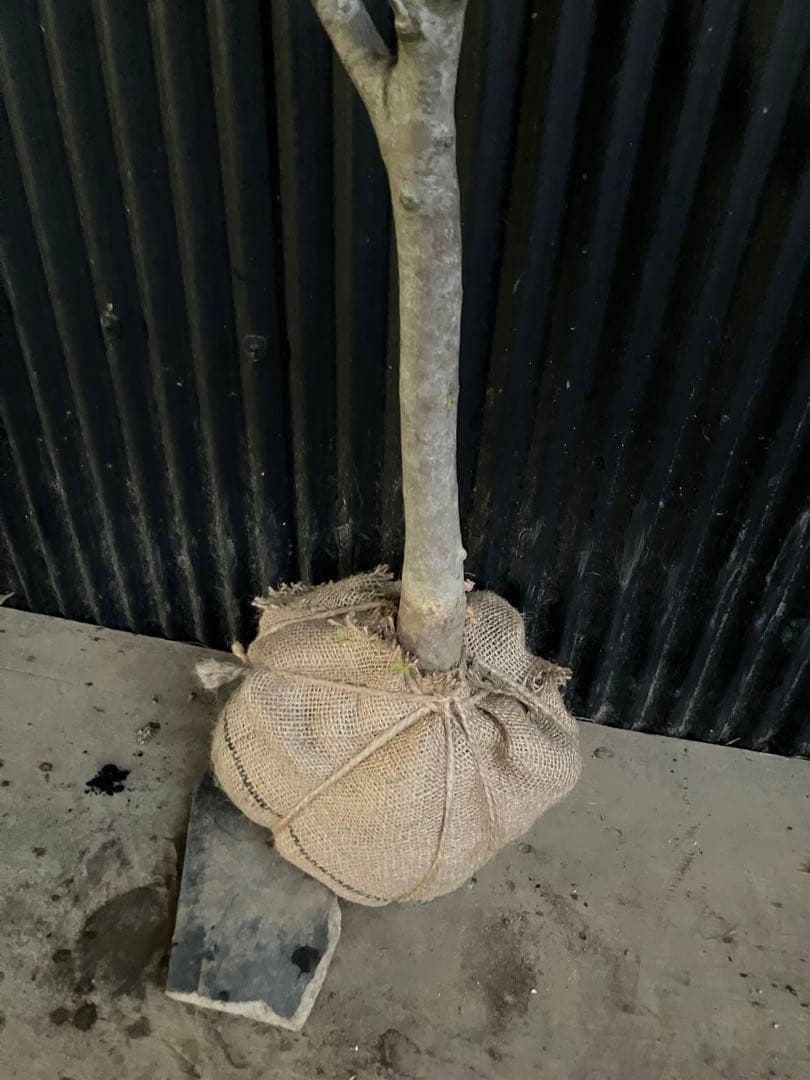 山採り　アオダモ e