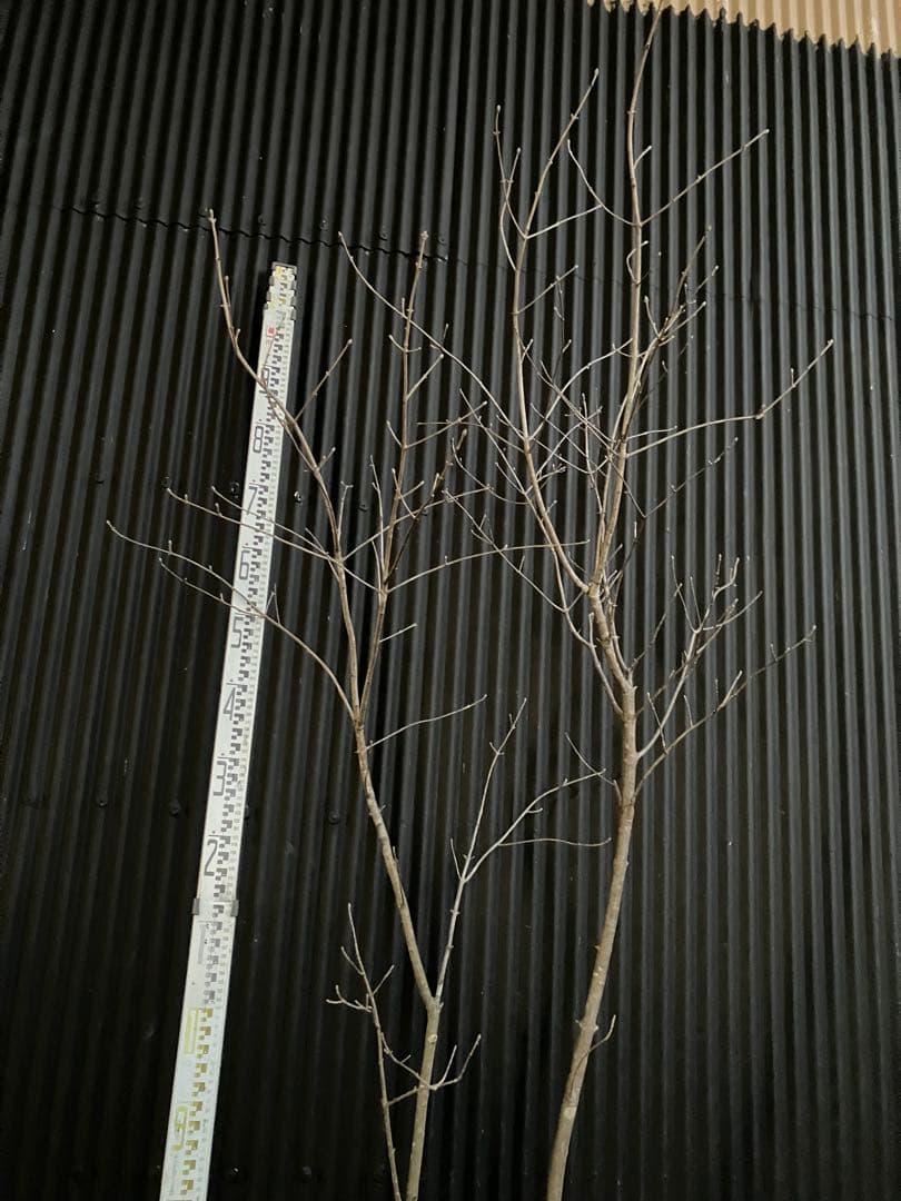 山採り　アオダモ e