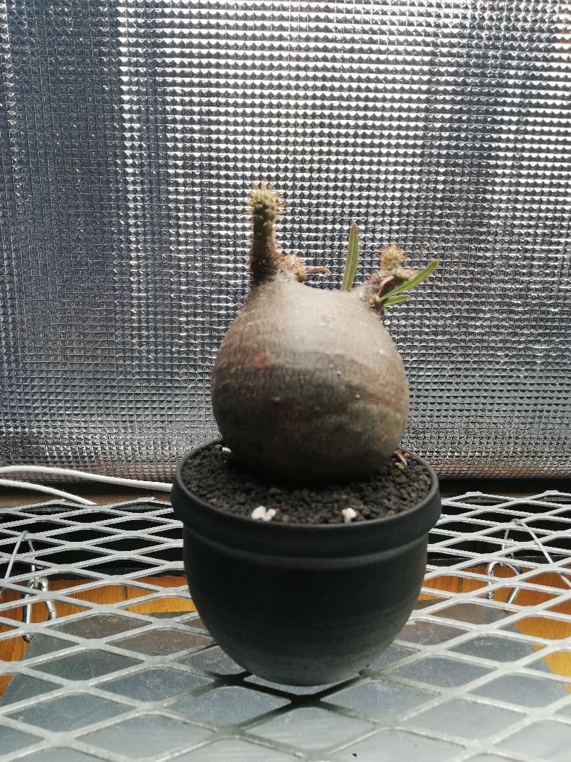 グラキリス 極小サイズ美株‼️