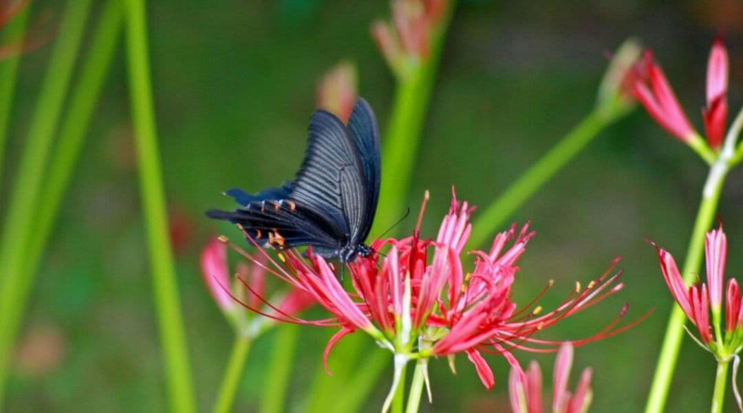 omochishop プロフ必読様　CANON　EOS　30D 広角から望遠まで