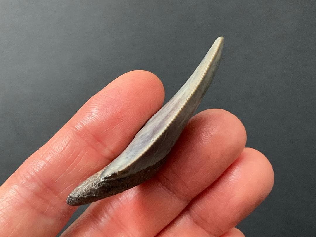 メガロドンの歯 [MG219] 化石 サメ