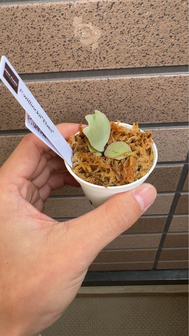 ビカクシダ P.willinckii ' Elves ' OC