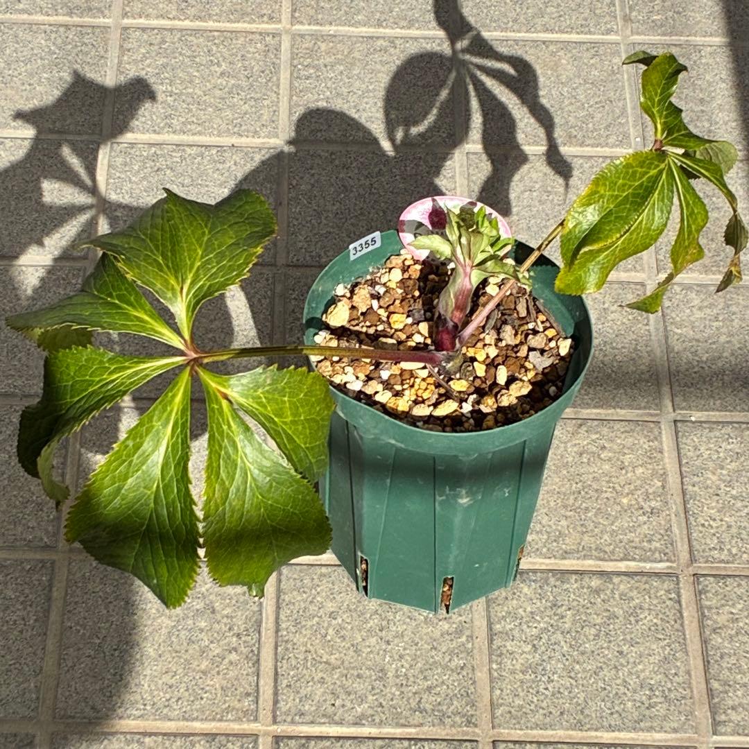 ヒ*イ様 ☘️限定1株☘️未株分け☘️蕾付き☘️3355⭐️プリマドレス⭐️色抜