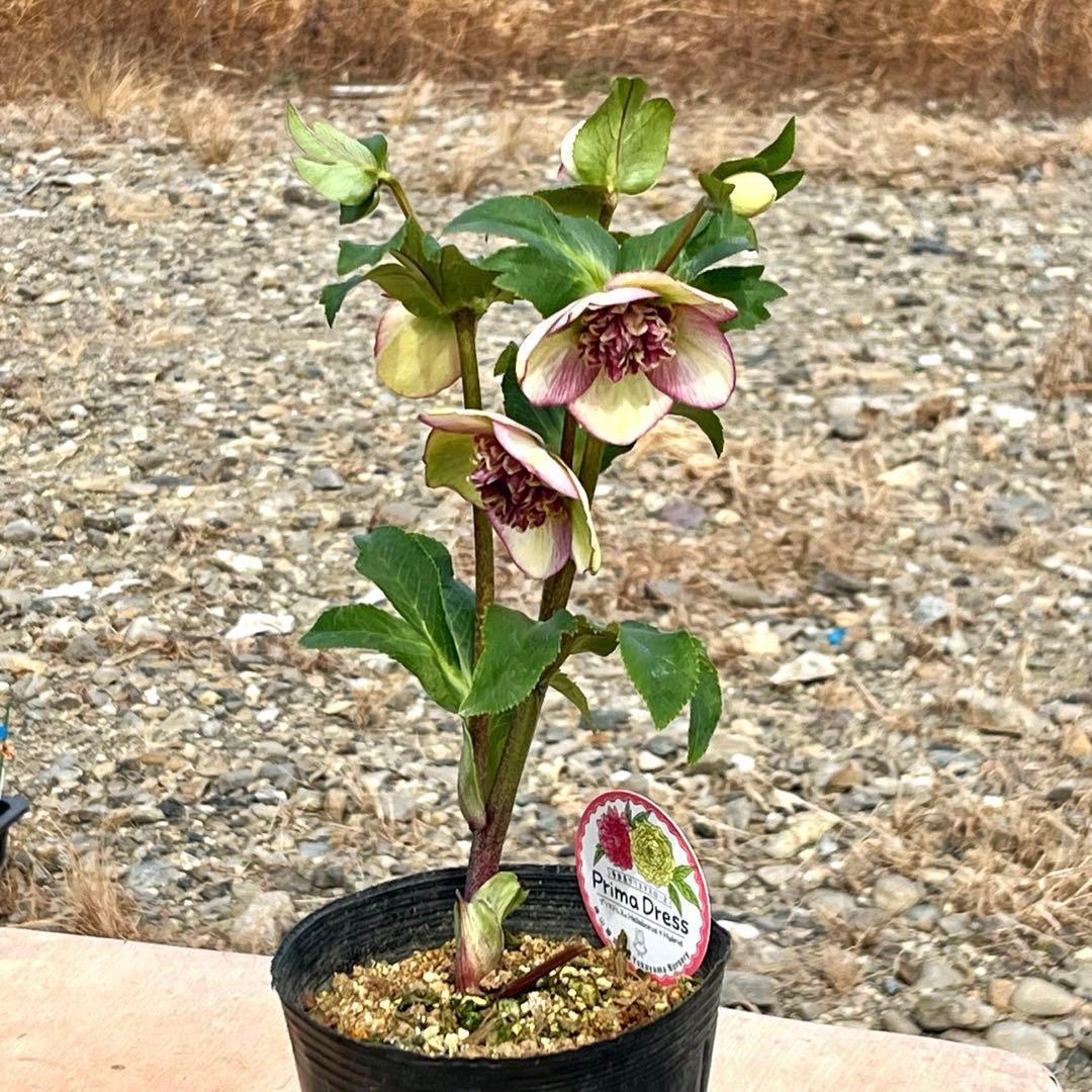 ヒ*イ様 ☘️限定1株☘️未株分け☘️蕾付き☘️3355⭐️プリマドレス⭐️色抜