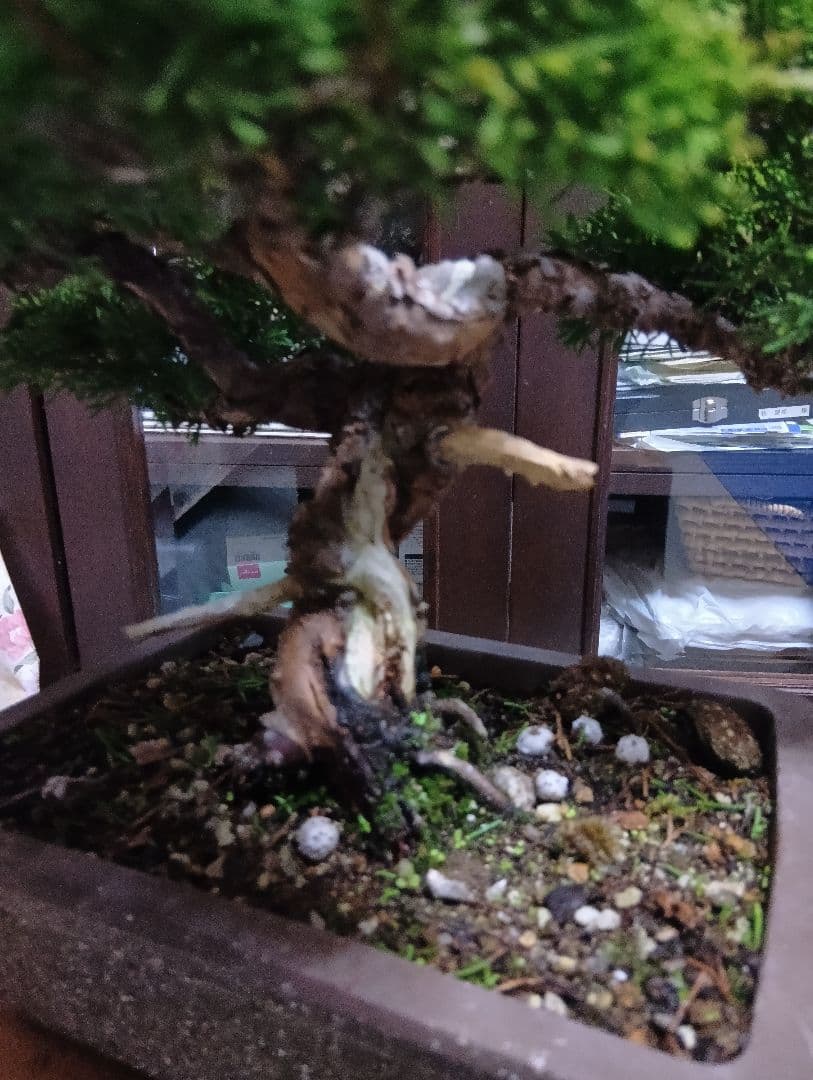 糸魚川シンパク（持ち込み古い）盆栽