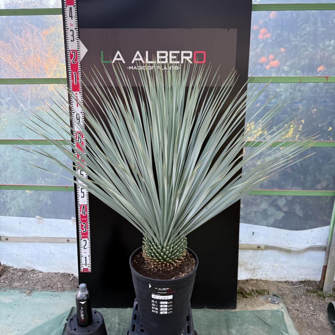 【AL1083】ユッカ　LA ALBERO　ランチョブルー　数量限定販売