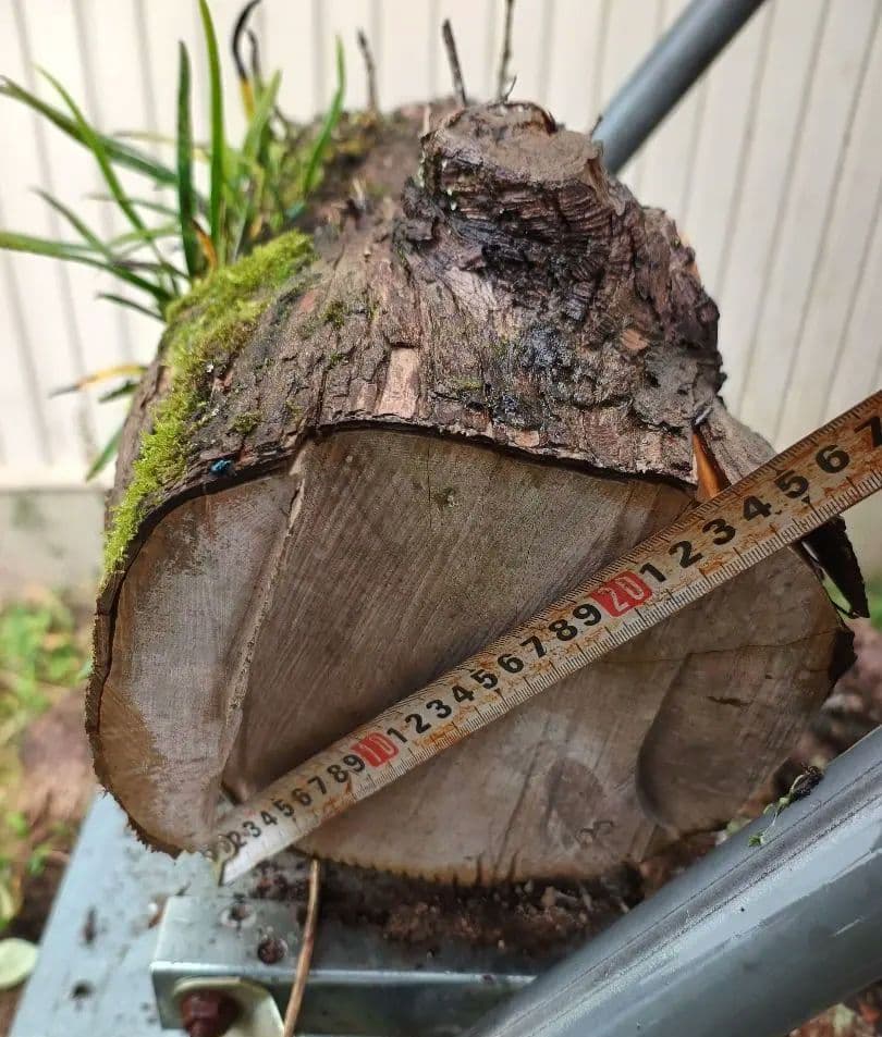 天然着生シダ 木の幹付き 　直径約24cm　長さ60cm