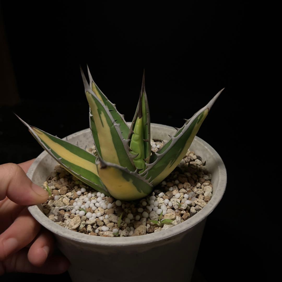 年末セールアガベパープソラム（Purpusorum）‼️26800-10000