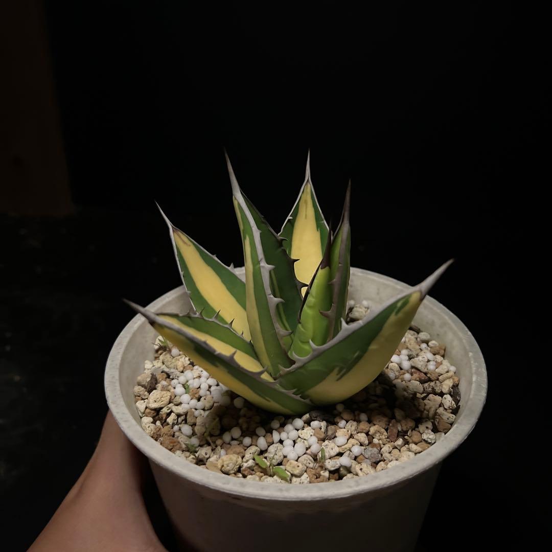 年末セールアガベパープソラム（Purpusorum）‼️26800-10000