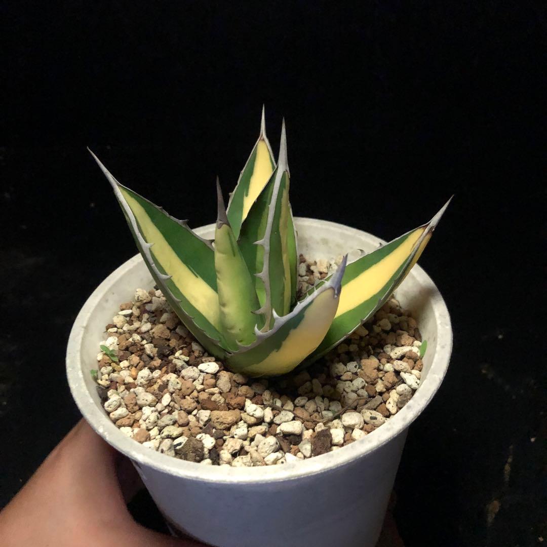 年末セールアガベパープソラム（Purpusorum）‼️26800-10000