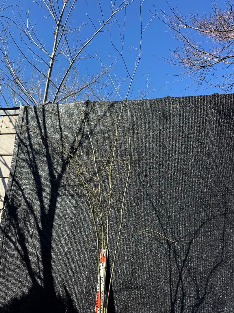 山採り　ヤマモミジ　株立ち　美幹　自然樹形　【品番3530】