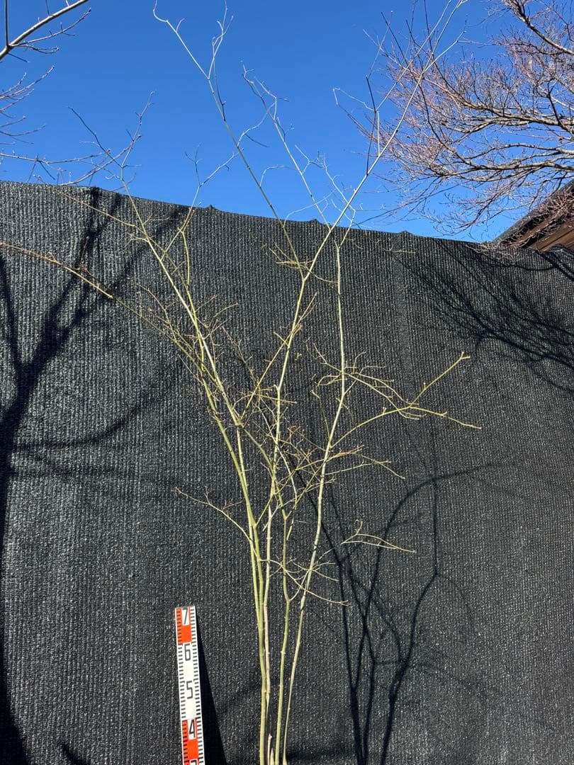 山採り　ヤマモミジ　株立ち　美幹　自然樹形　【品番3530】