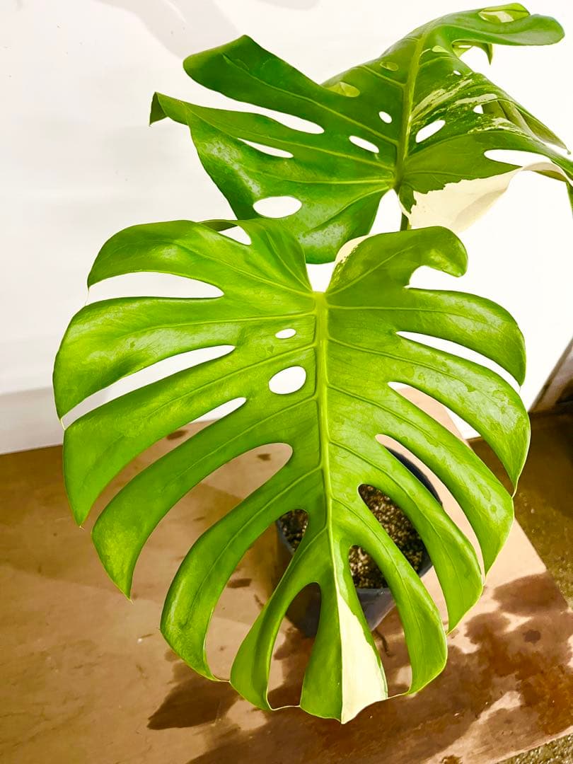 斑入り　モンステラ　デリシオーサ　艶姿　白