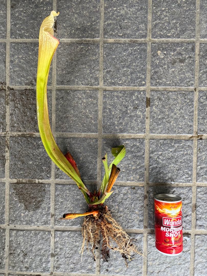 サラセニア　ビッグホワイト　中〜親株サイズ　抜き苗