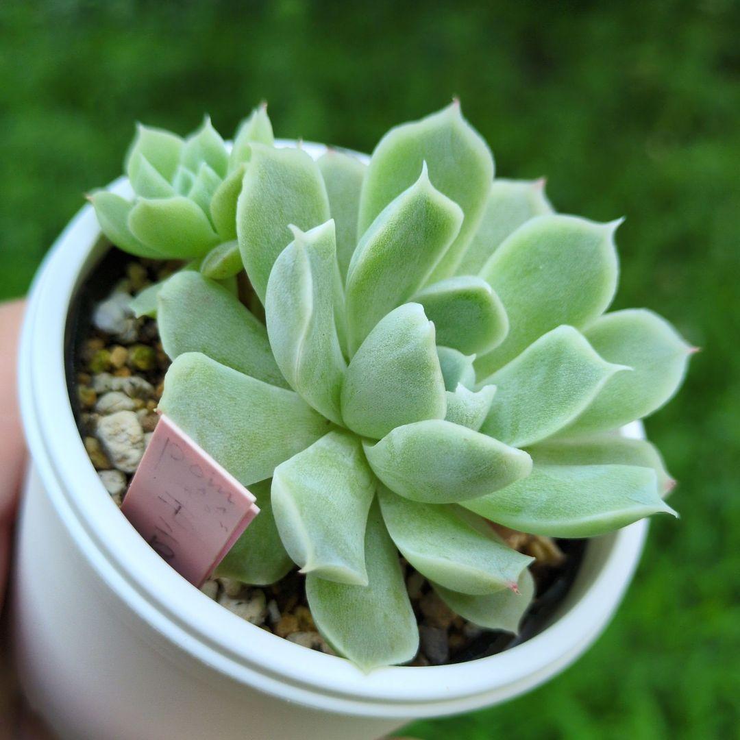 85. 多肉植物 アイスローズ 700円【抜き苗】