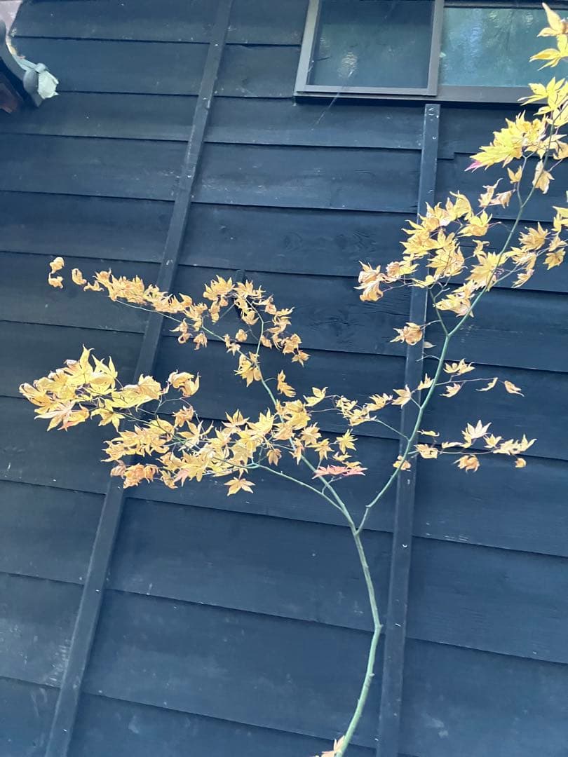 102 山採り　ヤマモミジ