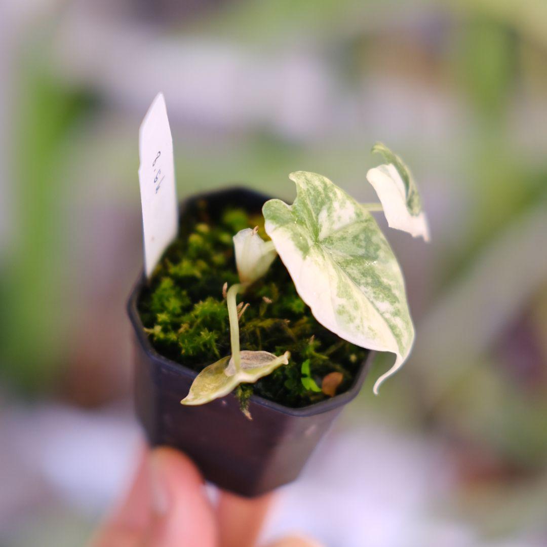 アロカシア メロ アルボ│Alocasia melo 'Albo' Var.③