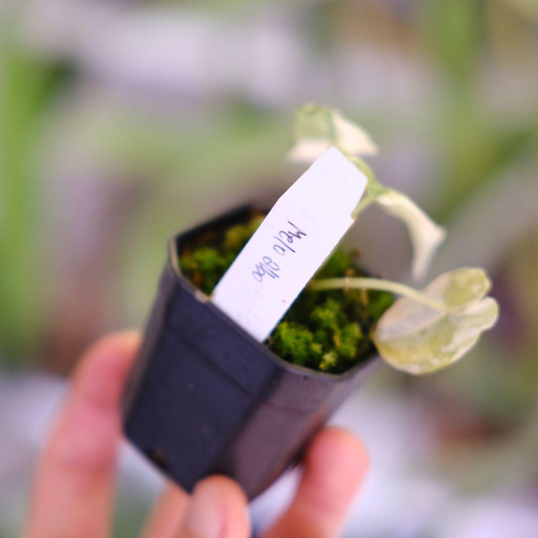 アロカシア メロ アルボ│Alocasia melo 'Albo' Var.③